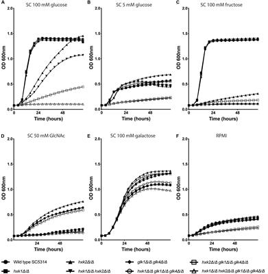 Sugar Phosphorylation Controls Carbon Source Utilization and Virulence of Candida albicans